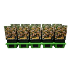 Iris sibirica Iris sibirica 'Colonel Mustard' P11
(10 Plants/Order)(11cmP 25cmH)