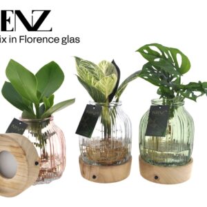 Indoor plants Intenz mix in Florence Glas + LED - levertijd: 24 uur
(3 Plants/Order)(12cmP 30cmH)