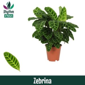 Calathea zebrina Calathea 19cm Zebrina - Rhythm of Nature
(1 Plants/Order)(19cmP 80cmH)