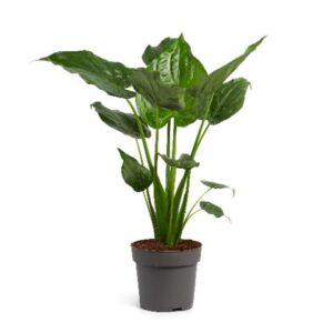 Alocasia cucullata Alocasia Cucullatta 24 cm
(1 Plants/Order)(24cmP 130cmH)