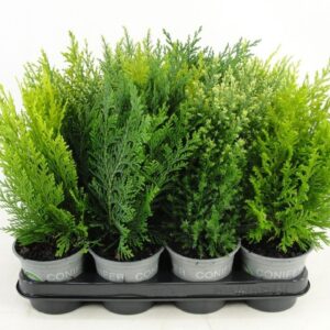 conifers conifers other mixed
(11 Plants/Order)(11cmP 25cmH)