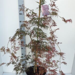 Acer palmatum Inaba-shidare Acer palmatum 'Inaba-Shidare'
(1 Plants/Order)(31cmP 140cmH)