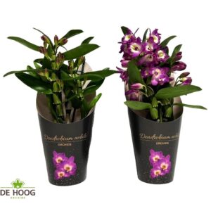 Dendrobium nobile 'Bouquet Purple R Dendrobium Nobile Bouquet Purple Rain 2+ stam in koker
(6 Plants/Order)(12cmP 35cmH)