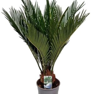Cycas revoluta Cycas Revoluta 8+ Leaf
(10 Plants/Order)(12cmP 45cmH)