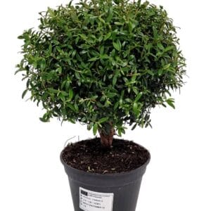 Myrtus communis Myrtus Communis Stem - 1091
(6 Plants/Order)(12cmP 25cmH)