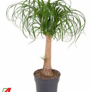Nolina recurvata Beaucarnea stam P24 - 1,5ft
(1 Plants/Order)(24cmP 90cmH)