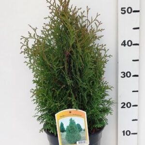 Thuja Holmstrup Thuja occ. 'Holmstrup'
(1 Plants/Order)(19cmP 65cmH)