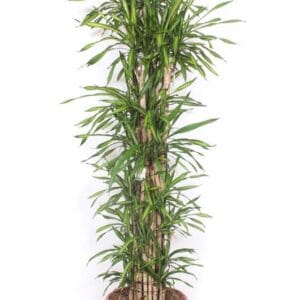 Dracaena Riki Dracaena Riki
(1 Plants/Order)(45cmP 200cmH)