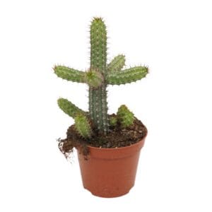 Euphorbia baioensis badoensis 8,5 cm
(12 Plants/Order)(8.5cmP 20cmH)
