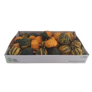 Cucurbita pepo Hardshell Warties Wratten mix Plant *25
(25 Plants/Order)(8cmP cmH)