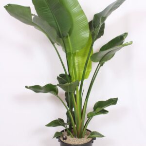 Strelitzia nicolai Strelitzia nicolai
(1 Plants/Order)(40cmP 220cmH)