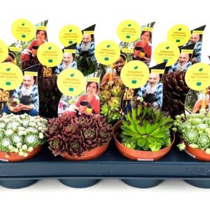 Sempervivum mix Sempervivum mix 8.5
(18 Plants/Order)(8.5cmP 9cmH)