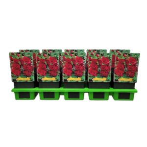 Alcea Alcea rosea 'Double Purple' P11
(10 Plants/Order)(11cmP 25cmH)