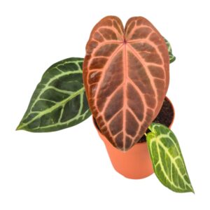 Anthurium Leaf DocBlock Anthurium Zara® '29' X Purple Rain® '27'
(2 Plants/Order)(12cmP 40cmH)