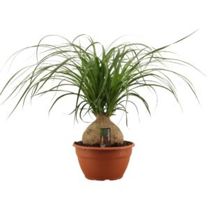 Nolina recurvata Beaucarnea ball 20 cm
(1 Plants/Order)(20cmP 55cmH)