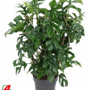 Monstera Monstera Minima op Rack P19 (NO GAP)
(1 Plants/Order)(19cmP 60cmH)