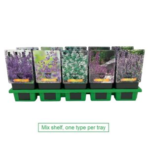 Nepeta Nepeta mix laag P11
(10 Plants/Order)(11cmP 25cmH)