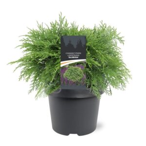 Chamaecyparis Globosa Chamaecyparis law. 'Globosa'
(1 Plants/Order)(19cmP 40cmH)