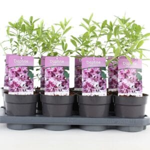 Daphne Spring Beauty' P13
(8 Plants/Order)(13cmP 20cmH)