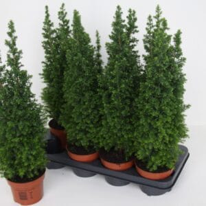 Chamaecyparis thyoide toppoint Point'
(8 Plants/Order)(13cmP 55cmH)