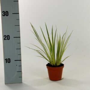 Acorus calamus Variegatus Acorus 'Variegatus' p12 
(12 Plants/Order)(12cmP 25cmH)