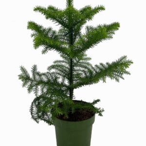 Araucaria heterophylla
(7 Plants/Order)(14cmP 38cmH)