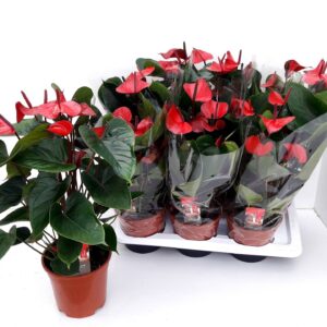 Anthurium Adios Red ANTHU AN ADIOS RED
(6 Plants/Order)(17cmP 55cmH)