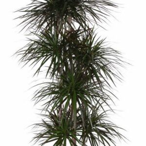 Dracaena Magenta Dracaena Magenta 120-carrousel
(1 Plants/Order)(34cmP 170cmH)