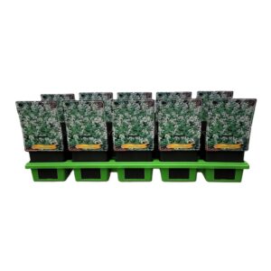 Nepeta Nepeta racemosa 'Snowflake' P11
(10 Plants/Order)(11cmP 25cmH)