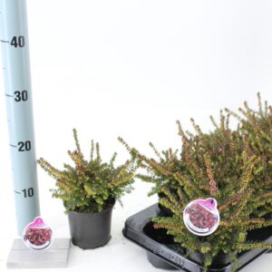 Erica Darley Erica darl. 'Kramer's Rote'
(12 Plants/Order)(10.5cmP 10cmH)