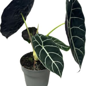 Alocasia Alocasia Pride of Corup 14 cm
(4 Plants/Order)(14cmP 30cmH)