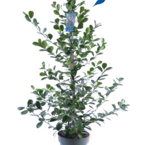 Ficus Moclame FICUS microcarpa Moclame
(5 Plants/Order)(27cmP 150cmH)