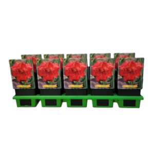 Hemerocallis Hemerocallis 'Moses Fire' P11
(10 Plants/Order)(11cmP 25cmH)