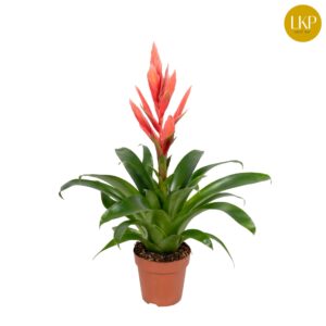 Tillandsia Ziva Tillandsia Ziva pink (Met Hoes)
(6 Plants/Order)(12cmP 40cmH)