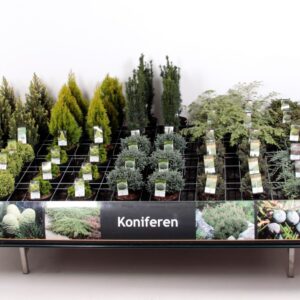 conifers and Heester Tafelconcept Exclusief assortiment C3 (mix kan afwijken From foto)
(1 Plants/Order)(19cmP 45cmH)