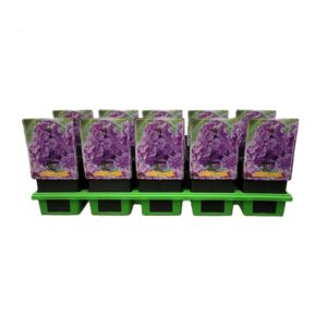 Phlox Paniculata Phlox Paniculata 'Blue Paradise' P11
(10 Plants/Order)(11cmP 25cmH)