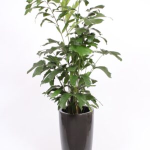 Caryota mitis Caryota mitis in Santorini Pot "antraciet"
(1 Plants/Order)(33cmP 160cmH)