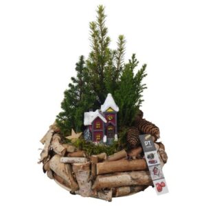 Christmas PTCWW6867 Arrangement Winter in houten bak
(1 Plants/Order)(23cmP 33cmH)