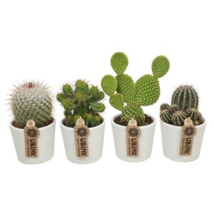 Cactus Cactus mix in 9 cm 'Wit Potje'
(9 Plants/Order)(8.5cmP 12cmH)