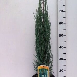 Juniperus scopulorum Blue Arrow Juniperus sco. 'Blue Arrow'
(1 Plants/Order)(19cmP 95cmH)