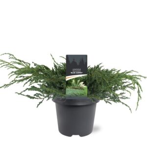Juniperus squamata Blue Carpet Juniperus squamata 'Blue Carpet'
(1 Plants/Order)(23cmP 35cmH)