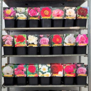 Paeonia Paeonia Lactiflora mix CC C5
(1 Plants/Order)(21cmP 35cmH)