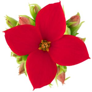 Kalanchoe Amora Enkelbloemig red
(15 Plants/Order)(9cmP 17cmH)