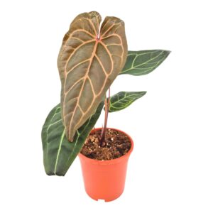 Anthurium Leaf Anthurium DocBlock Anthurium Zara® '3' X Zara® '33'
(2 Plants/Order)(17cmP 50cmH)