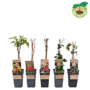 Rubus Thornless Rubus mix laag, P15
(10 Plants/Order)(15cmP 50cmH)