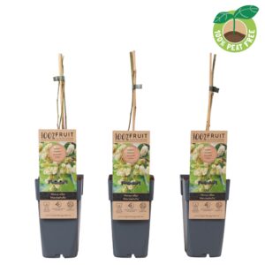 Morus alba Macrophylla Morus alba 'Macrophylla'
(10 Plants/Order)(15cmP 50cmH)