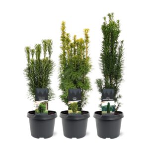 Taxus other Taxus Up-Growing mix C3 (mix kan afwijken From de foto)
(1 Plants/Order)(19cmP 40cmH)