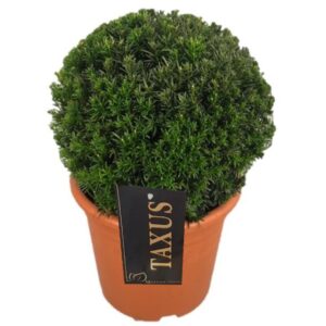 Taxus media Groenland Taxus media 'Groenland' ball p20 (th) 25-30 ©
(1 Plants/Order)(20cmP 30cmH)