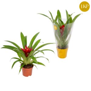 Guzmania 'Blitz' Guzmania Blitz red (Met Hoes)
(11 Plants/Order)(9cmP 30cmH)