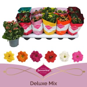 Kalanchoe Kalanchoe Double Deluxe mix stadium 1
(10 Plants/Order)(10.5cmP 22cmH)